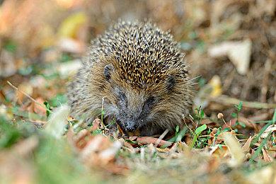 《完蛋！我被美女包围了！前传》Steam页面上线 年内发售